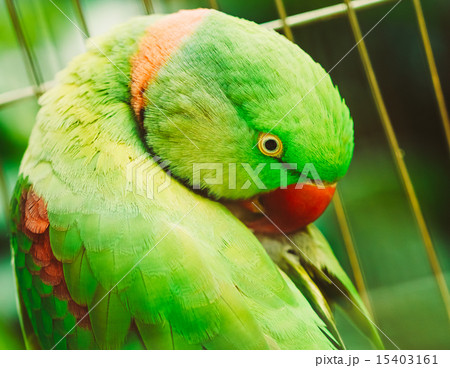 Alexandrine Parakeet Psittacula Eupatria. Parrot 15403161