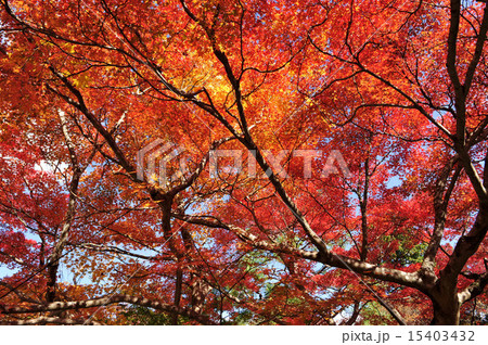 紅葉したモミジ 15403432