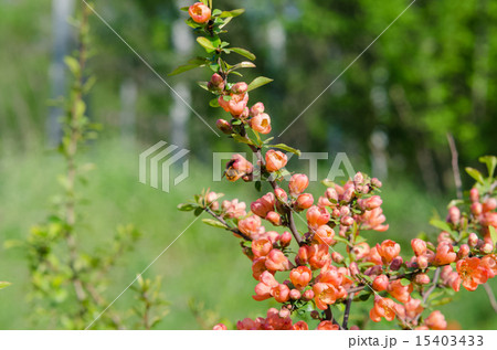 Flowering quince 15403433