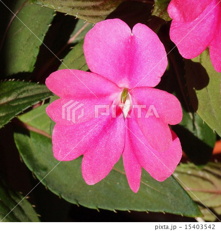 Impatiens New Guinea flower 15403542