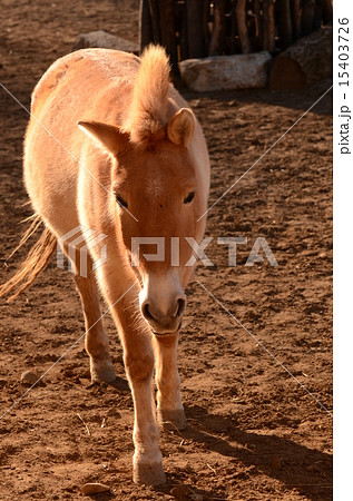 モウコノウマ 15403726