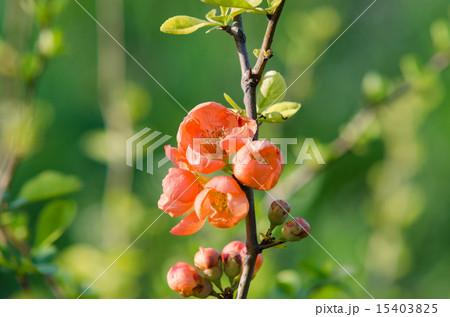 Flowering quince 15403825