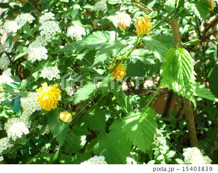 一重咲きのコデマリの花とヤマブキの花 15403839