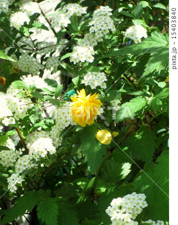一重咲きのコデマリの花とヤマブキの花 15403840
