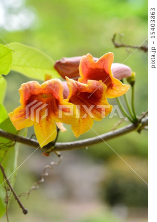 ビグノニア 15403863