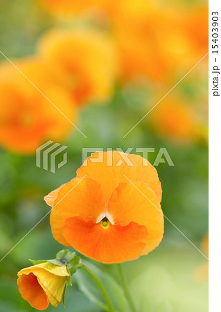 パンジー 15403903