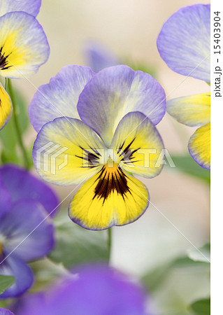 パンジー パンジー 15403904