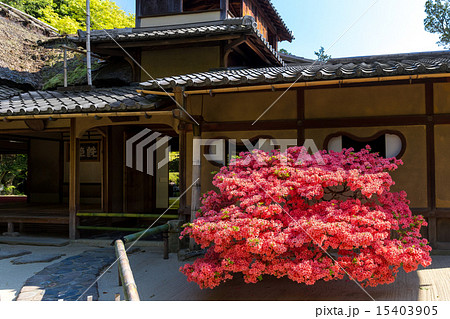 霧島躑躅の詩仙堂 霧島躑躅の詩仙堂 15403905