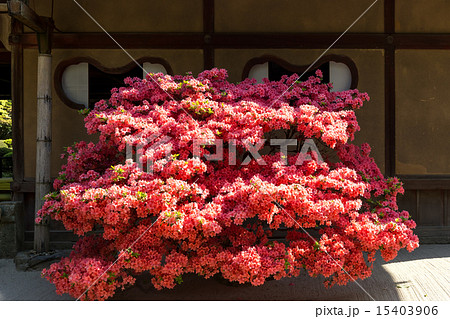 霧島躑躅の詩仙堂 霧島躑躅の詩仙堂 15403906