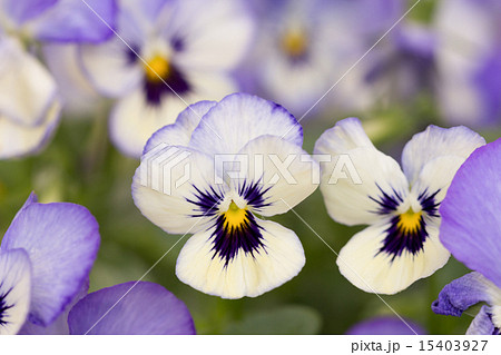 パンジー パンジー 15403927