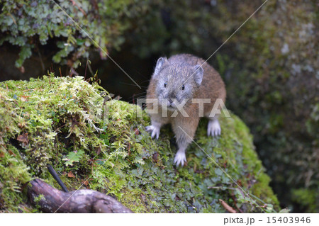 カメラに興味津々のナキウサギ カメラに興味津々のナキウサギ 15403946