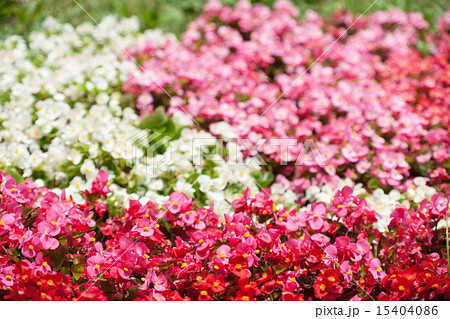 ベゴニアが咲く花壇の写真素材