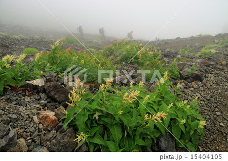 霧の槍沢の下りとオンタデの花 霧の槍沢の下りとオンタデの花 15404105