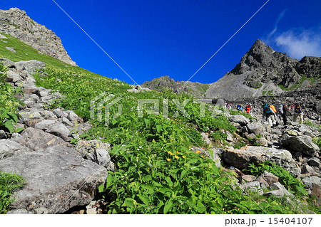 槍沢の高山植物と槍ヶ岳山頂 15404107