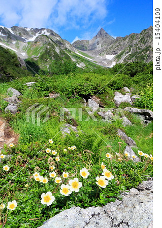 槍沢のチングルマの花と槍ヶ岳 15404109