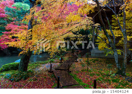 蓮華寺の紅葉 15404124