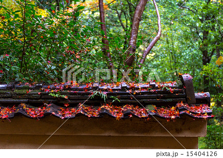 蓮華寺の紅葉 15404126