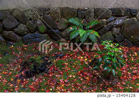 蓮華寺の紅葉 15404128