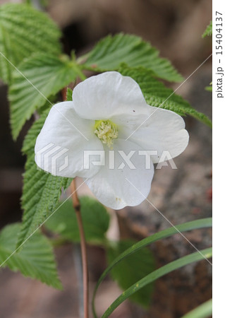 シロヤマブキ 15404137
