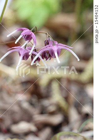 イカリソウ 15404152