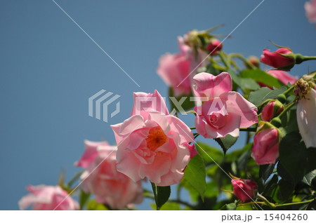 青空に咲き乱れるスパニッシュビューティー 青空に咲き乱れるスパニッシュビューティー 15404260