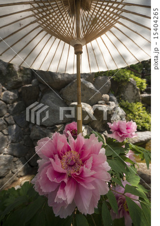明日香村　岡寺　春景 15404265