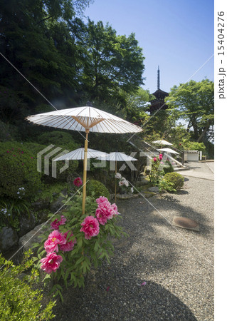明日香村 岡寺 春景 明日香村 岡寺 春景 15404276