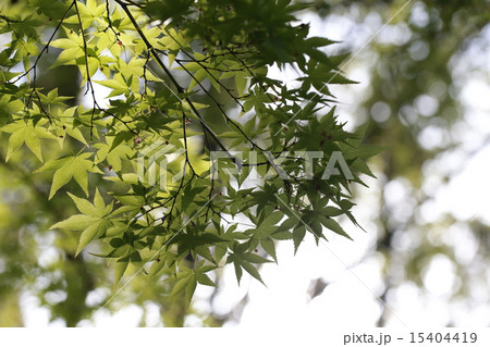 もみじ 15404419