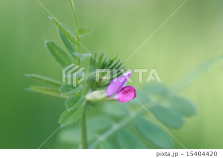 ヌスビトハギ 15404420