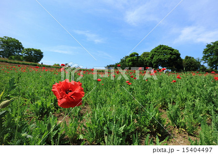 昭和記念公園のシャーレーポピー 15404497