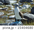 ガラパゴス諸島　アオアシカツオドリ 15404680