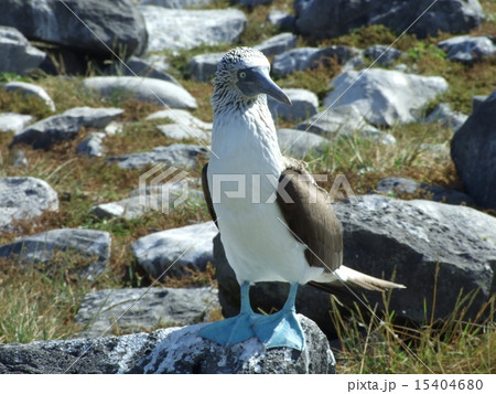 ガラパゴス諸島 アオアシカツオドリ ガラパゴス諸島 アオアシカツオドリ 15404680