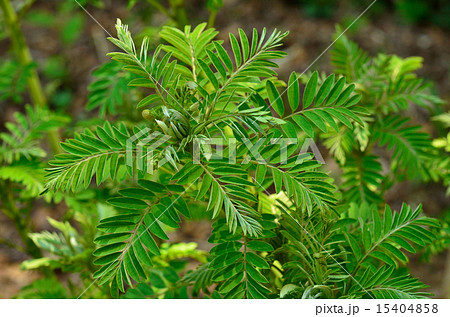 植物：クララ　マメ科 15404858