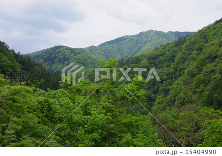 新緑の山_日本の山 15404990