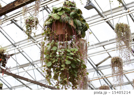 ホスタ ホスタ 15405214