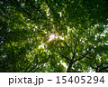 初夏の光 15405294