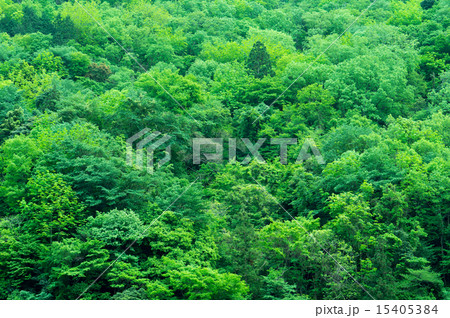 新緑の山 風景 緑のイメージ の写真素材