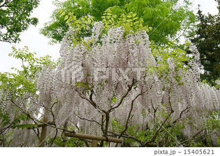藤の花 藤の花 15405621