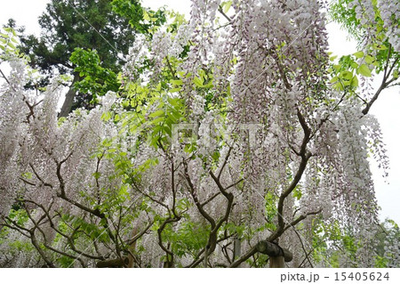 藤の花 藤の花 15405624