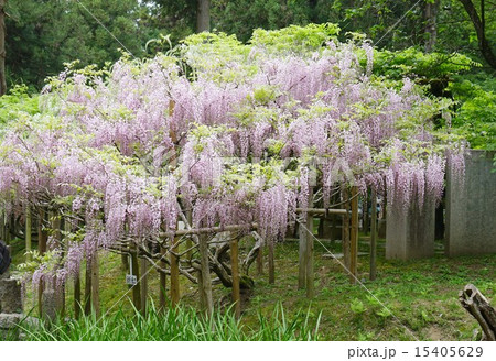 藤の花 藤の花 15405629