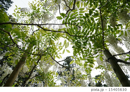 藤の花 藤の花 15405630