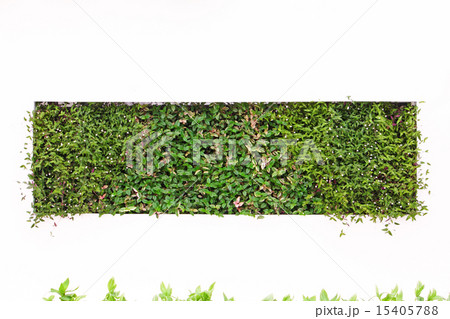 Green square Green square 15405788