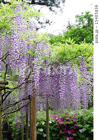 藤の花 15405836