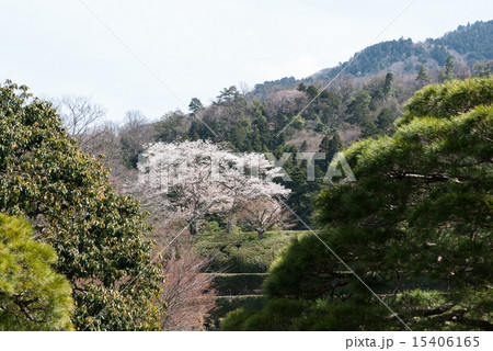 修学院離宮　上離宮　大刈込み 15406165