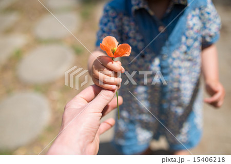 ヒナゲシを手渡す親子の手 ヒナゲシを手渡す親子の手 15406218