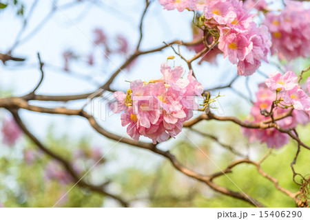 Pink Trumpet flower 15406290