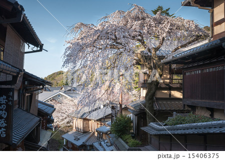 三寧坂 あけぼの亭 早咲きの糸桜 三寧坂 あけぼの亭 早咲きの糸桜 15406375
