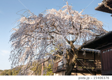 三寧坂 あけぼの亭 早咲きの糸桜 三寧坂 あけぼの亭 早咲きの糸桜 15406376