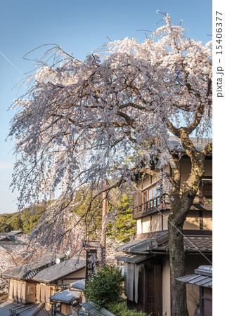 三寧坂　あけぼの亭　早咲きの糸桜 15406377