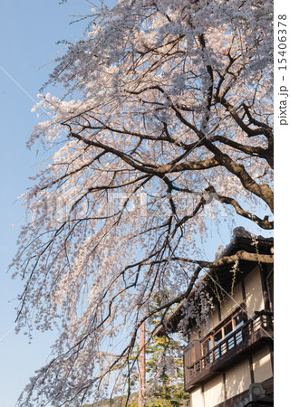 三寧坂 あけぼの亭 早咲きの糸桜 三寧坂 あけぼの亭 早咲きの糸桜 15406378